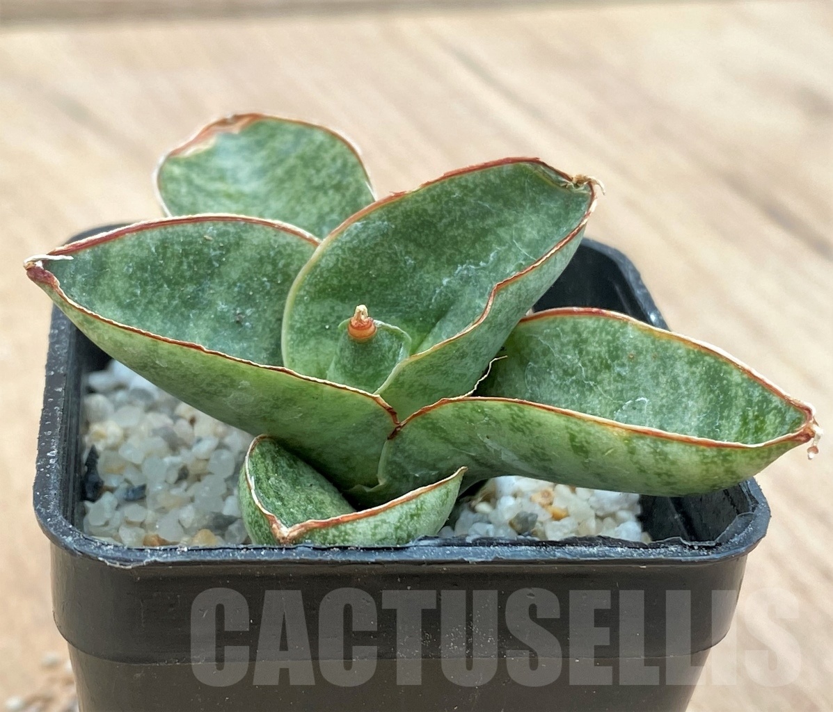 SHPR11121 Sanseveira 'Mini Rose'