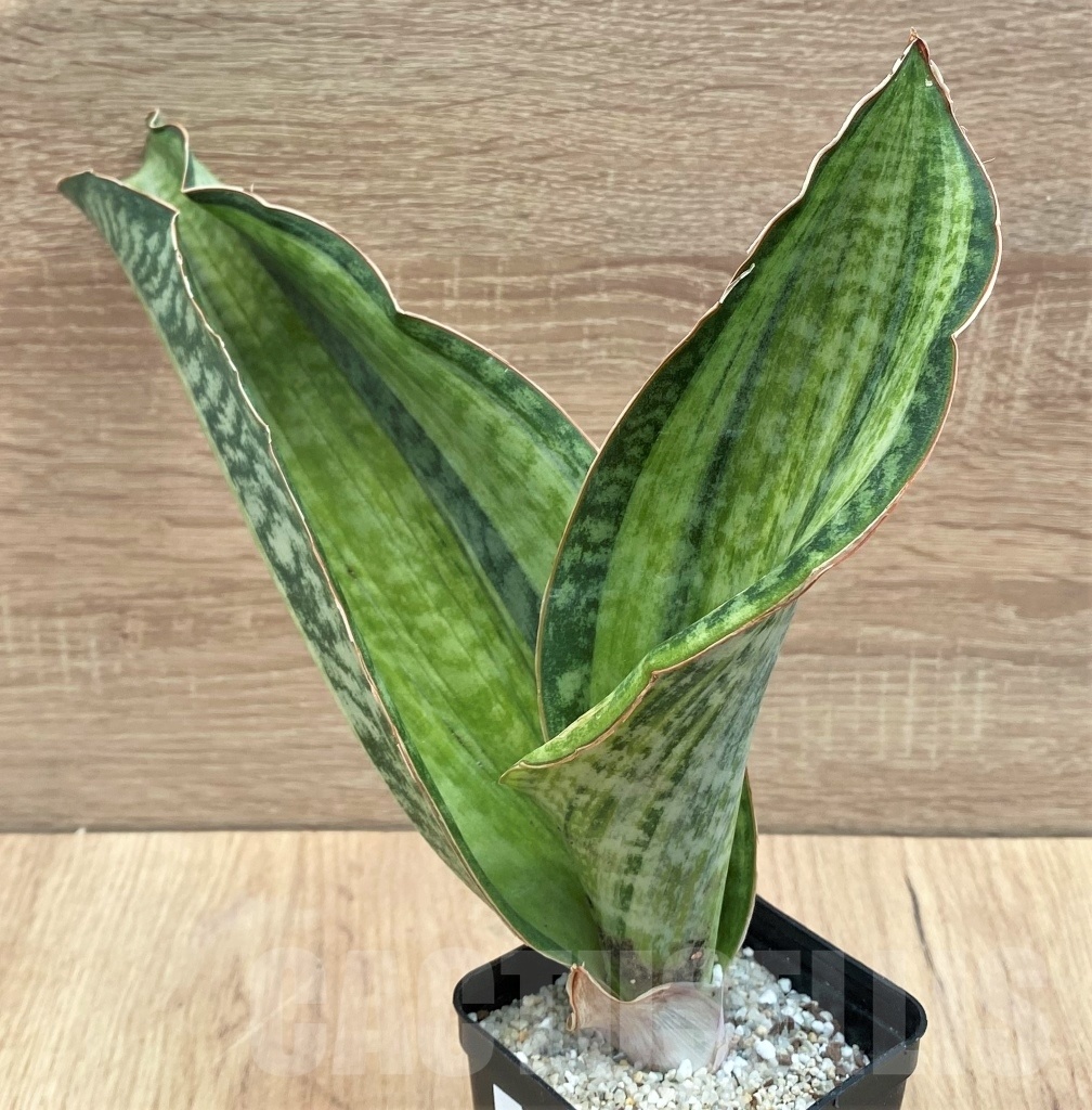 SHPR11122 Sansevieria 'Bruda' - immagine 3