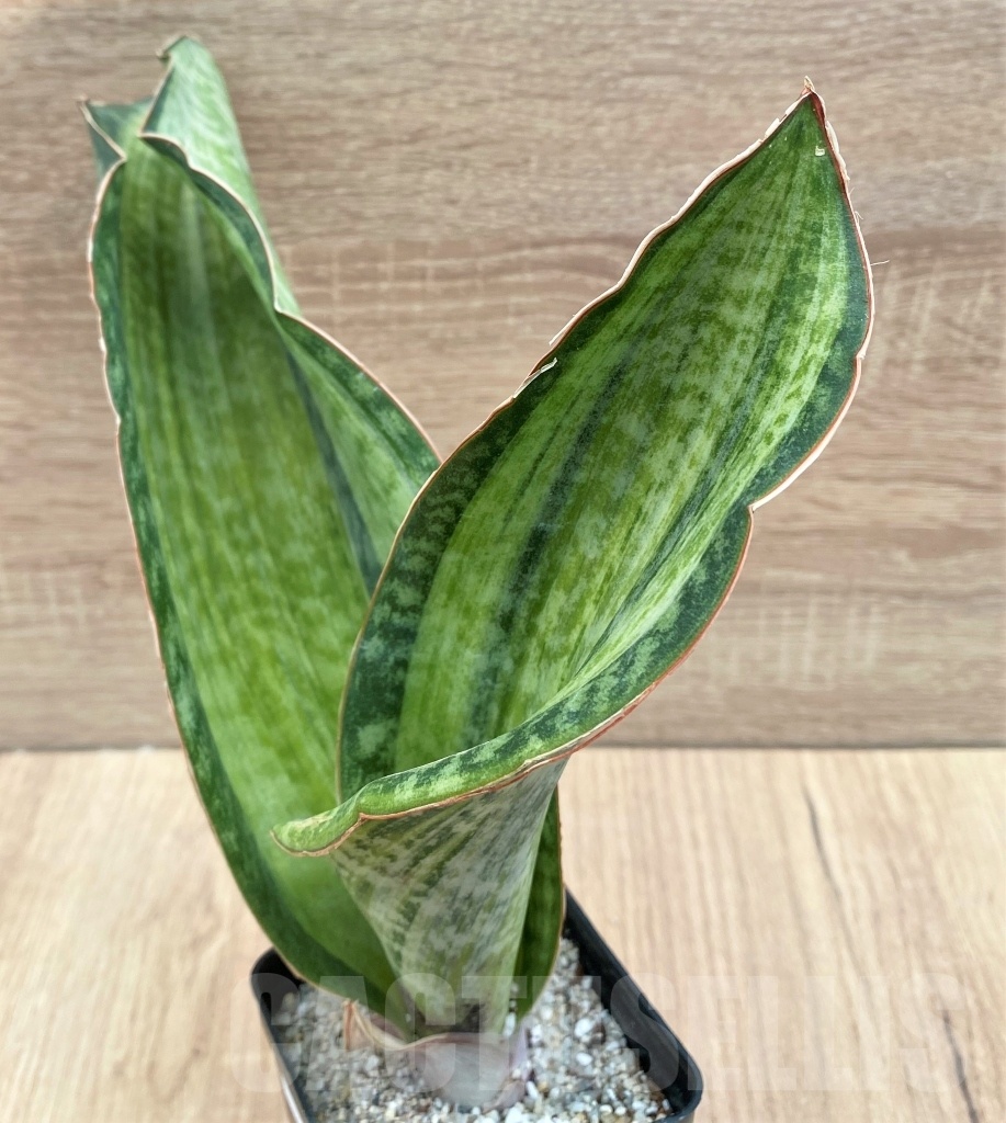 SHPR11122 Sansevieria 'Bruda'