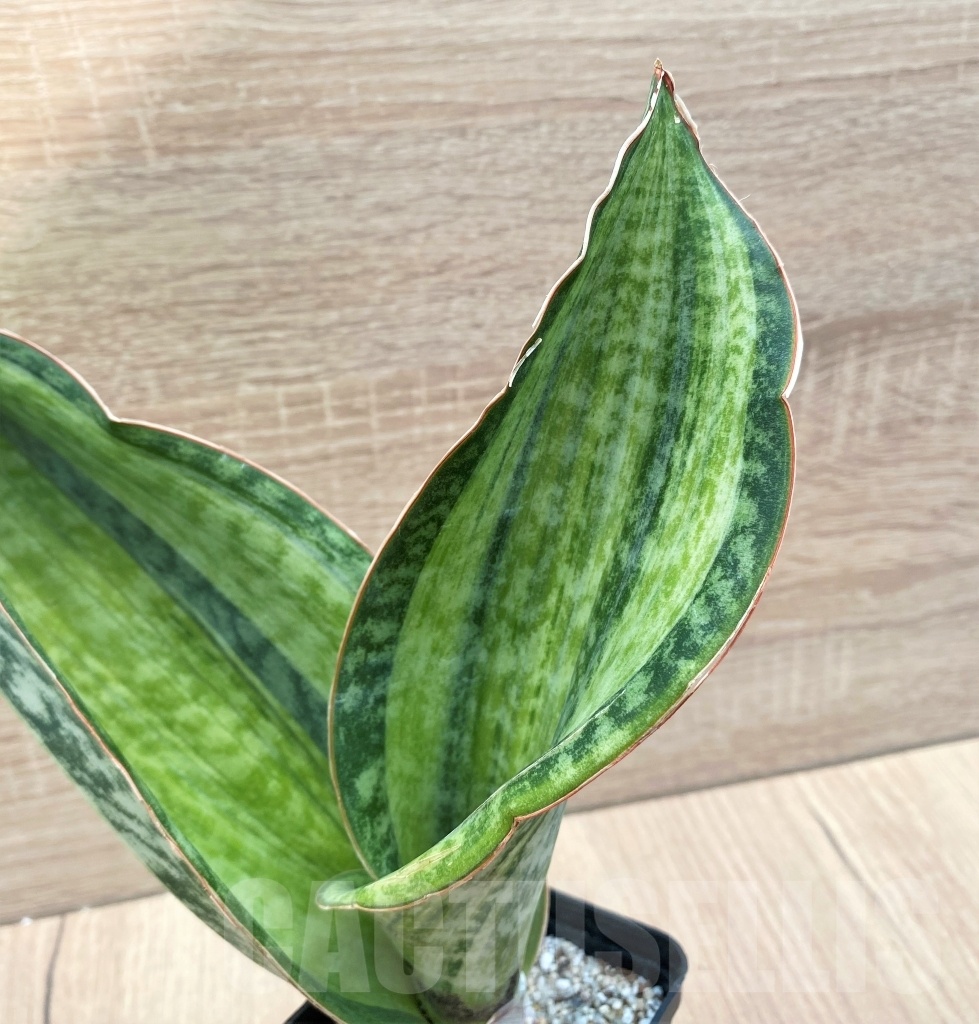 SHPR11122 Sansevieria 'Bruda' - immagine 2