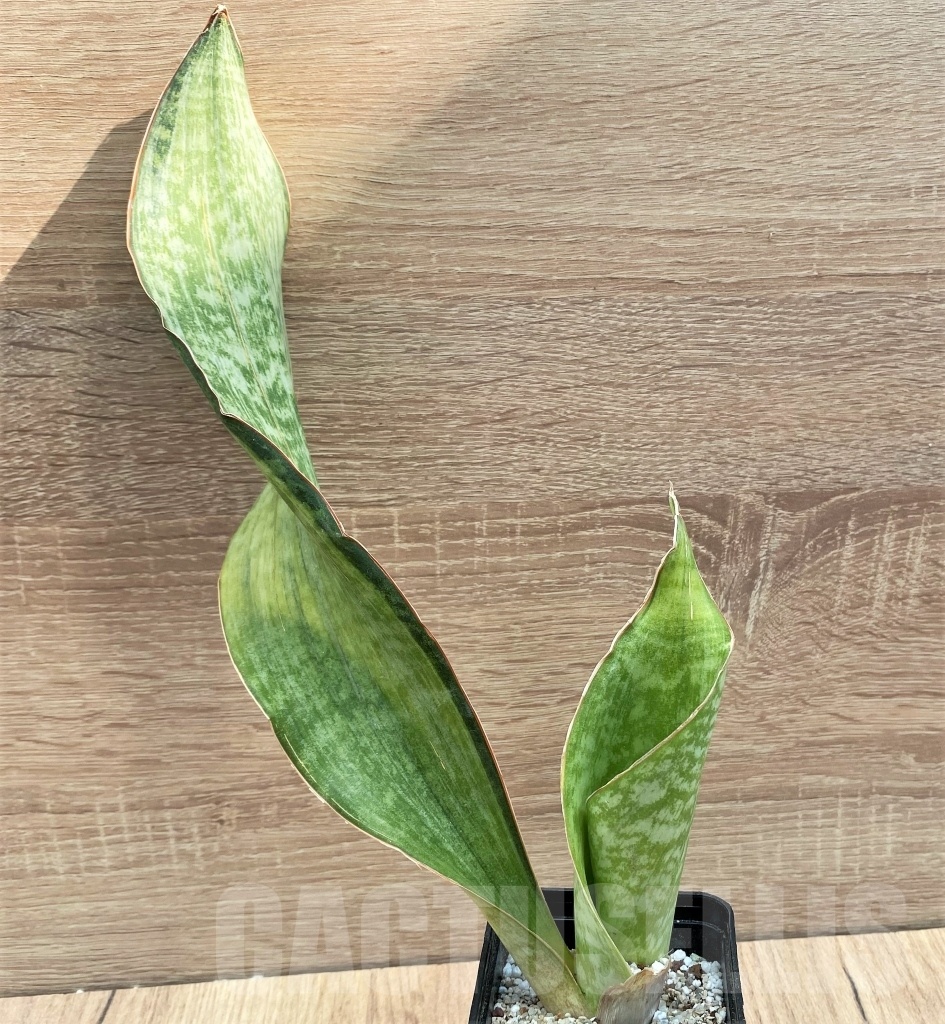 SHPR11123 Sansevieria 'Bruda'