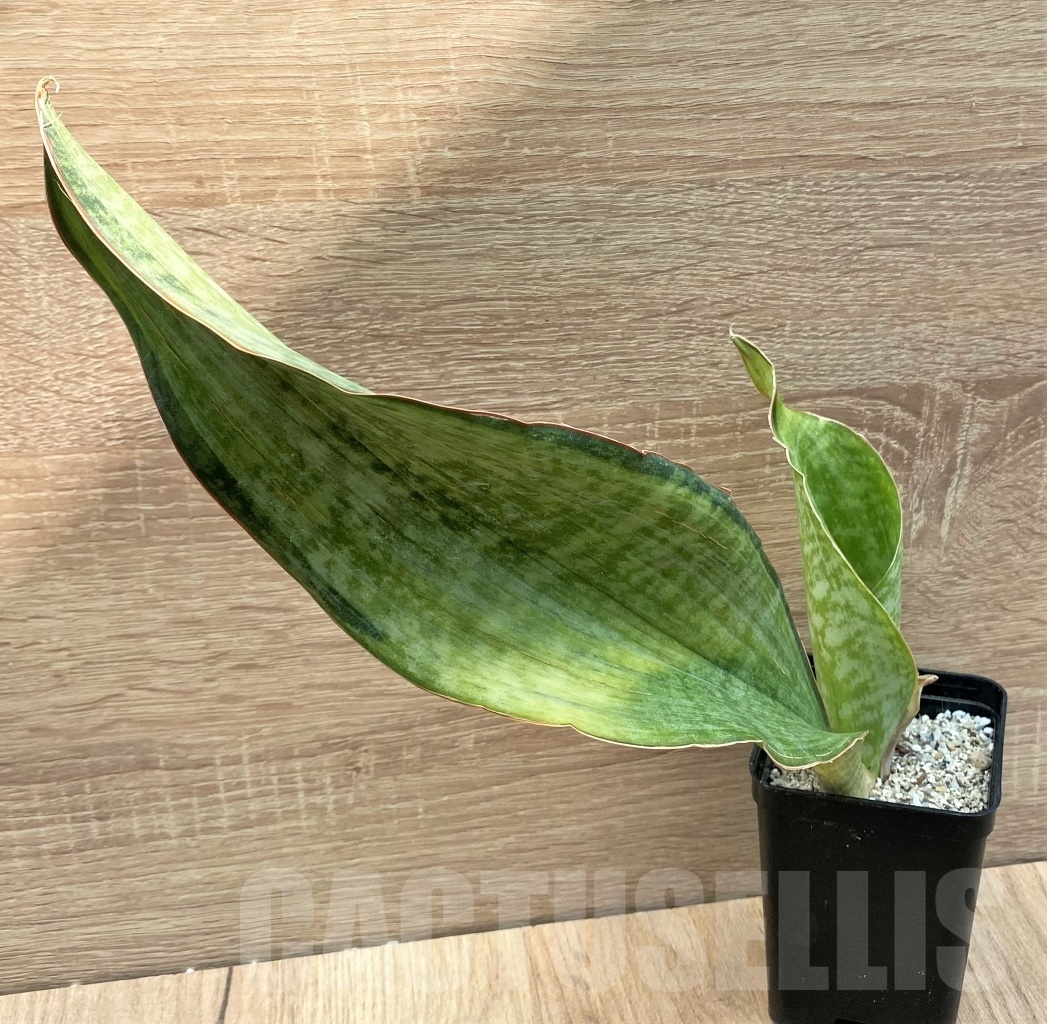SHPR11123 Sansevieria 'Bruda' - immagine 2