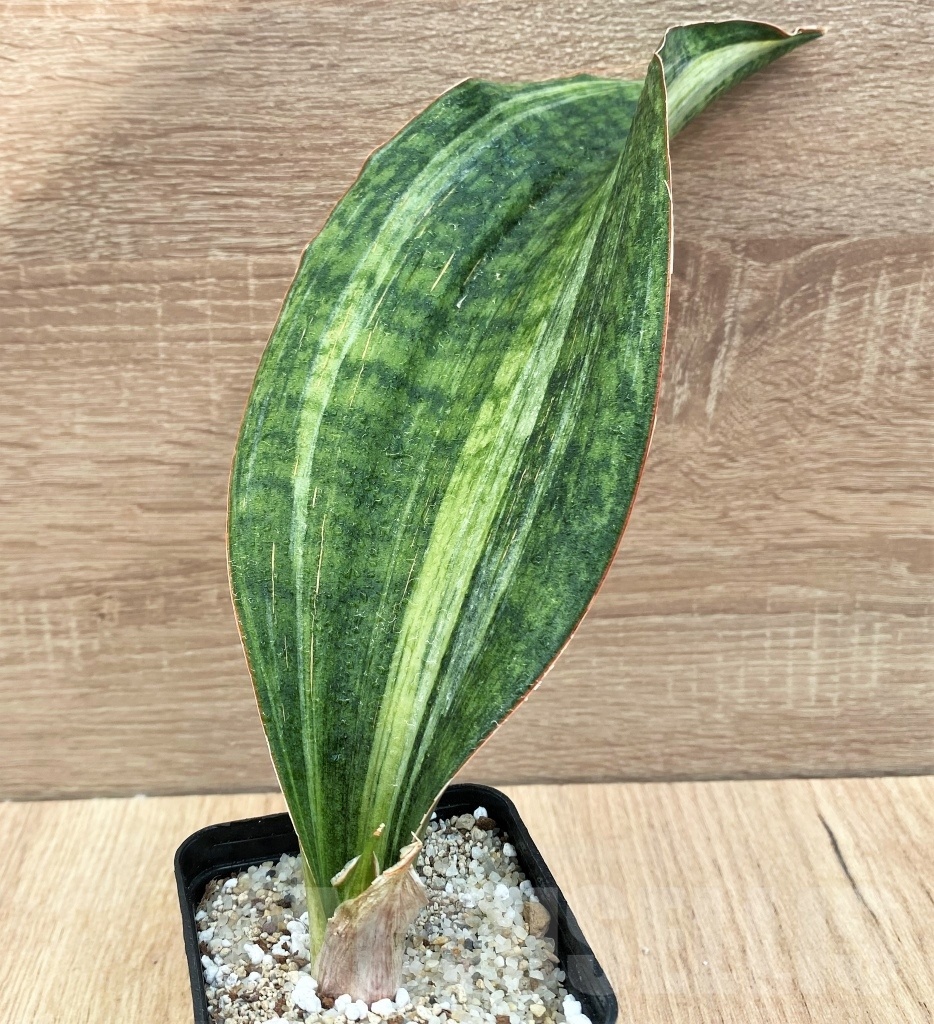 SHPR11124 Sansevieria 'Bruda'