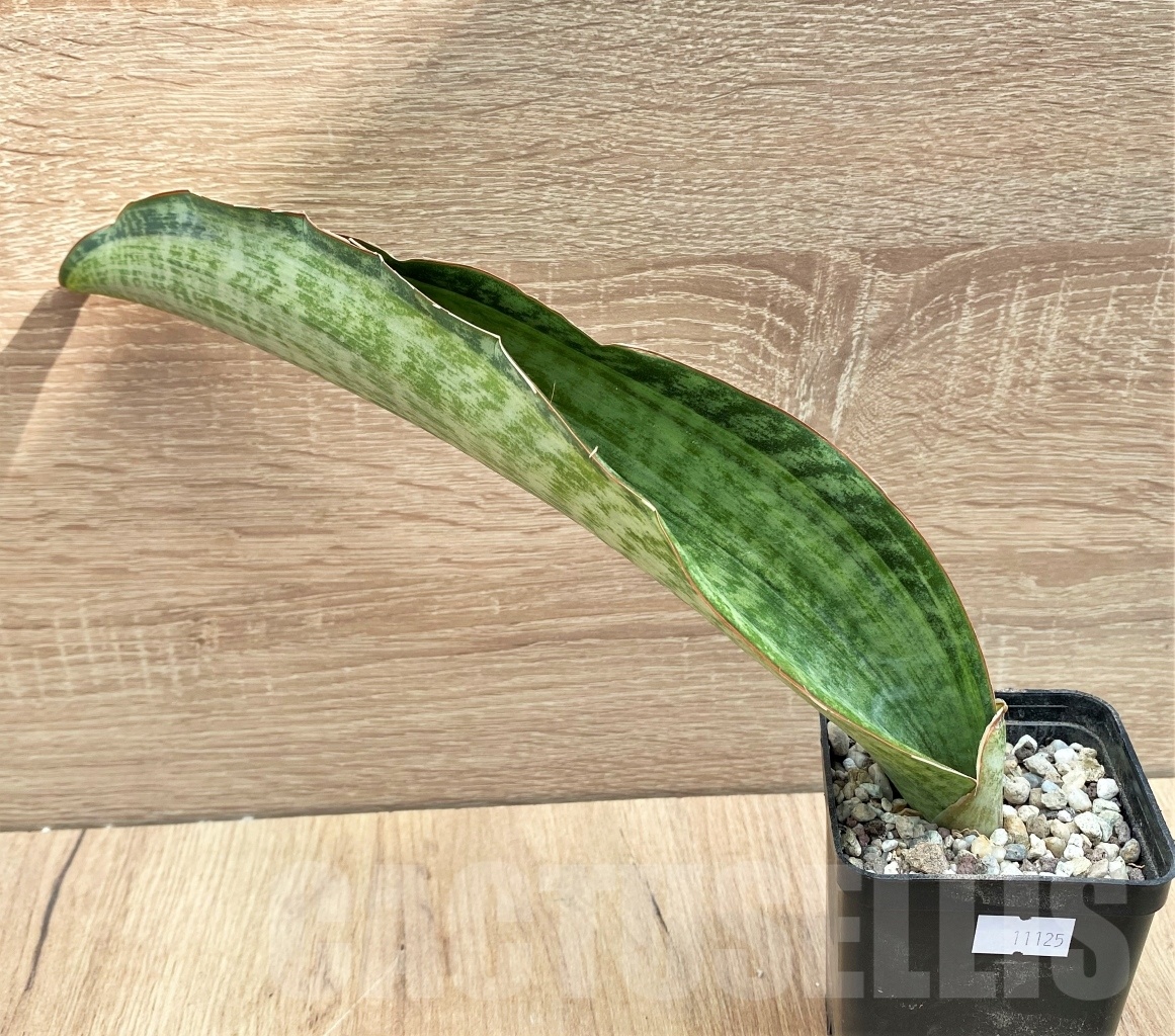 SHPR11125 Sansevieria 'Bruda'
