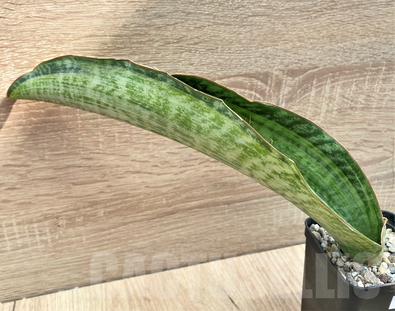 SHPR11125 Sansevieria 'Bruda' - Image 2