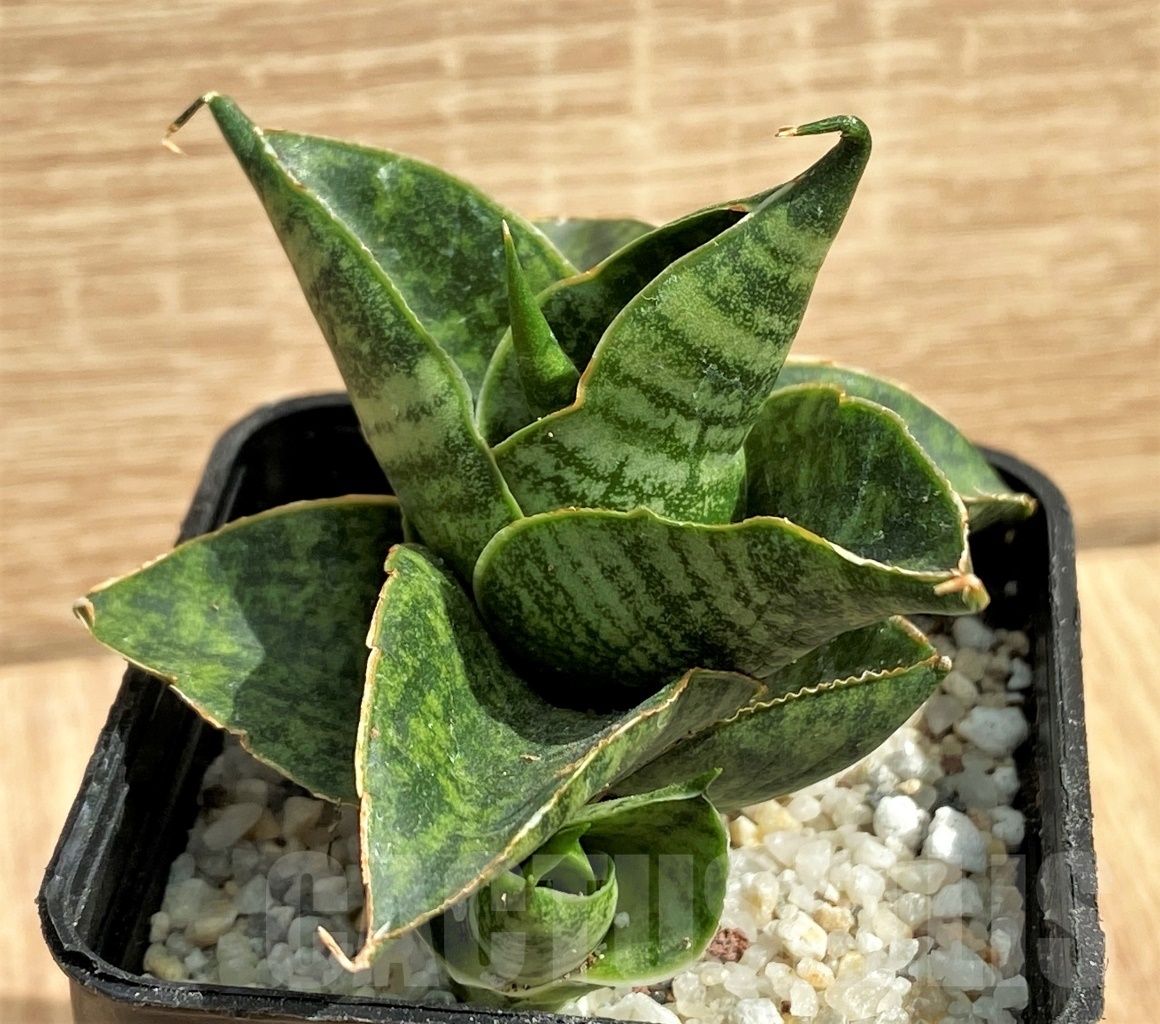 SHPR11127 Sansevieria 'Sindoro'