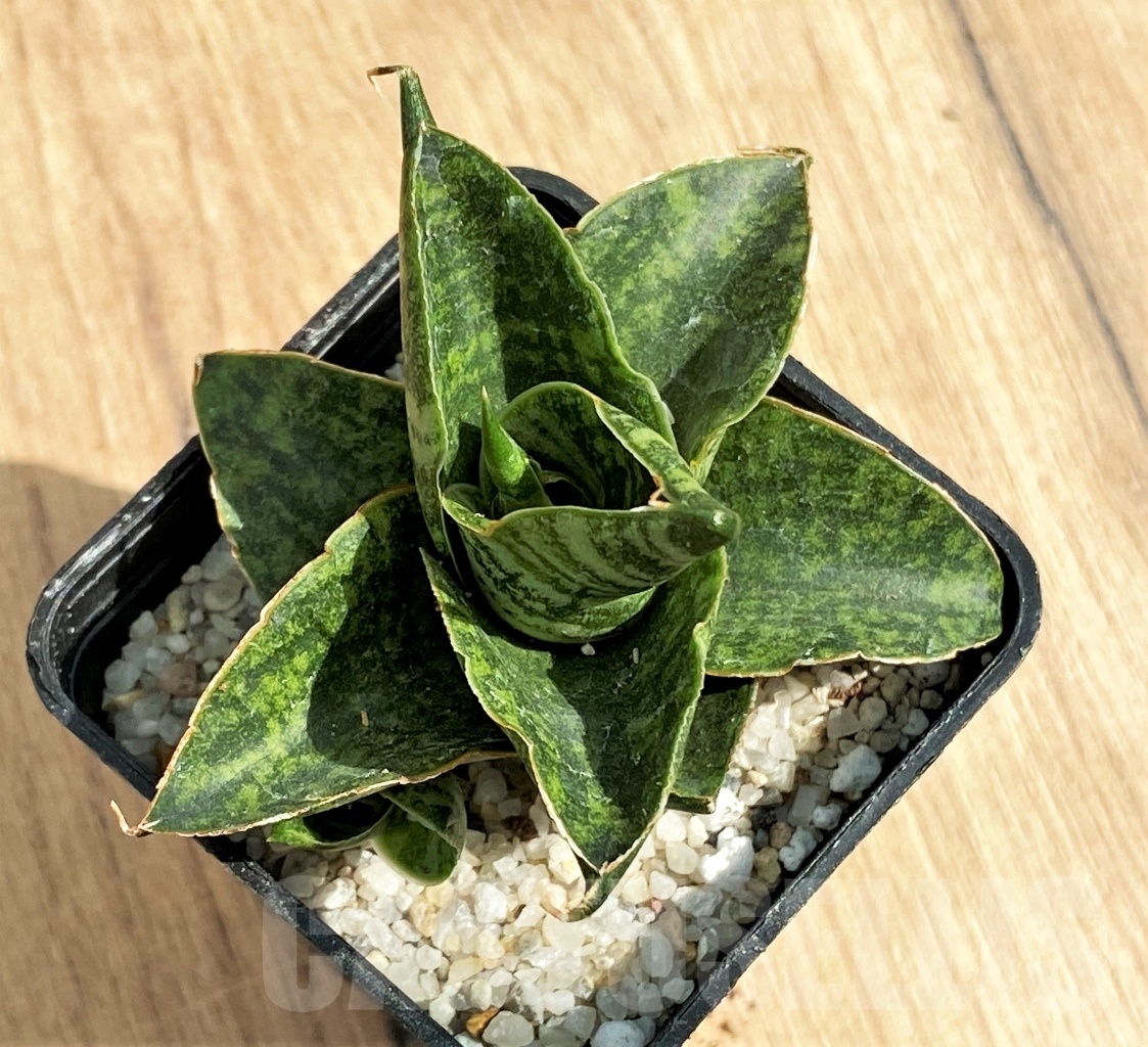 SHPR11127 Sansevieria 'Sindoro' - Image 2