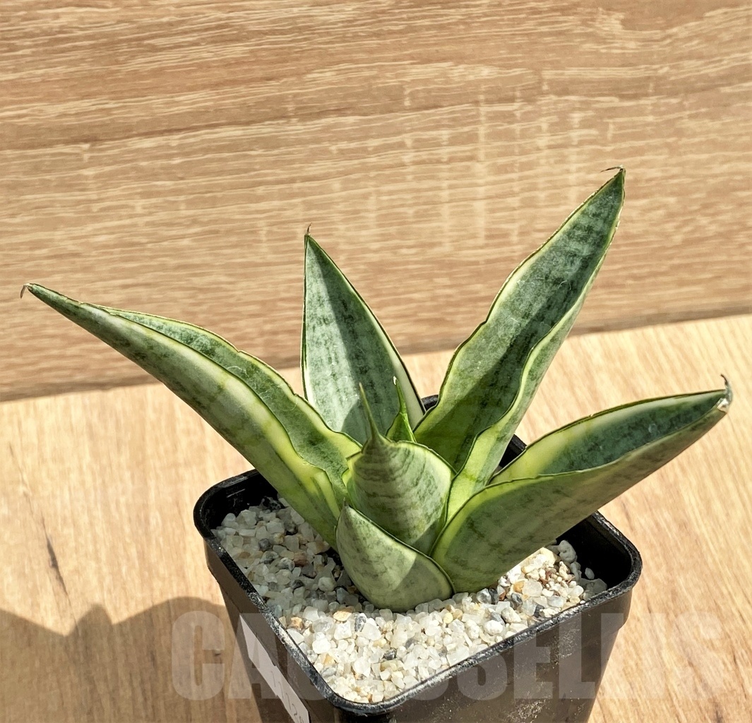 SHPR11128 Sansevieria 'Gabella' - Image 3