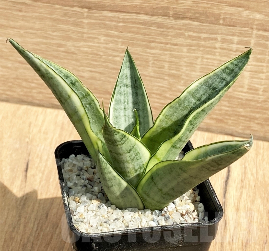 SHPR11128 Sansevieria 'Gabella'