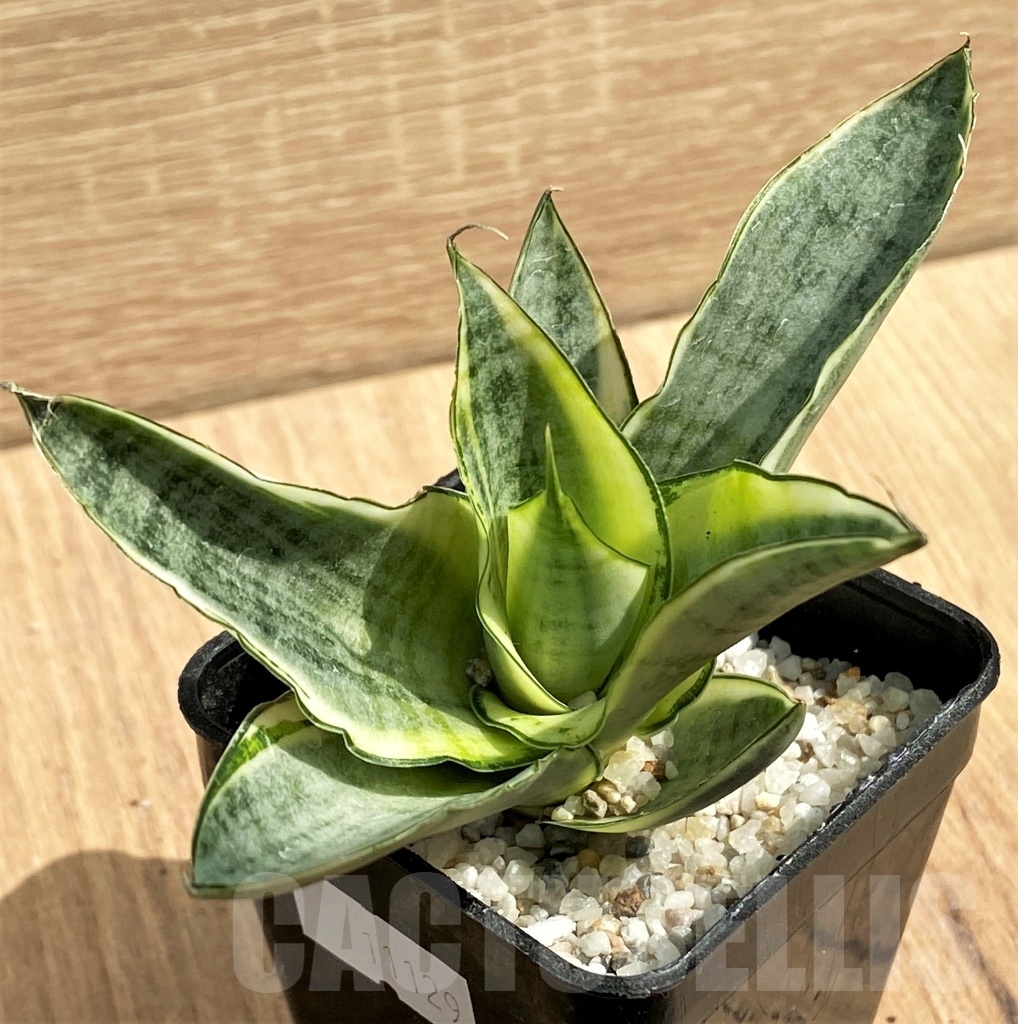 SHPR11129 Sansevieria 'Gabella' - Image 2