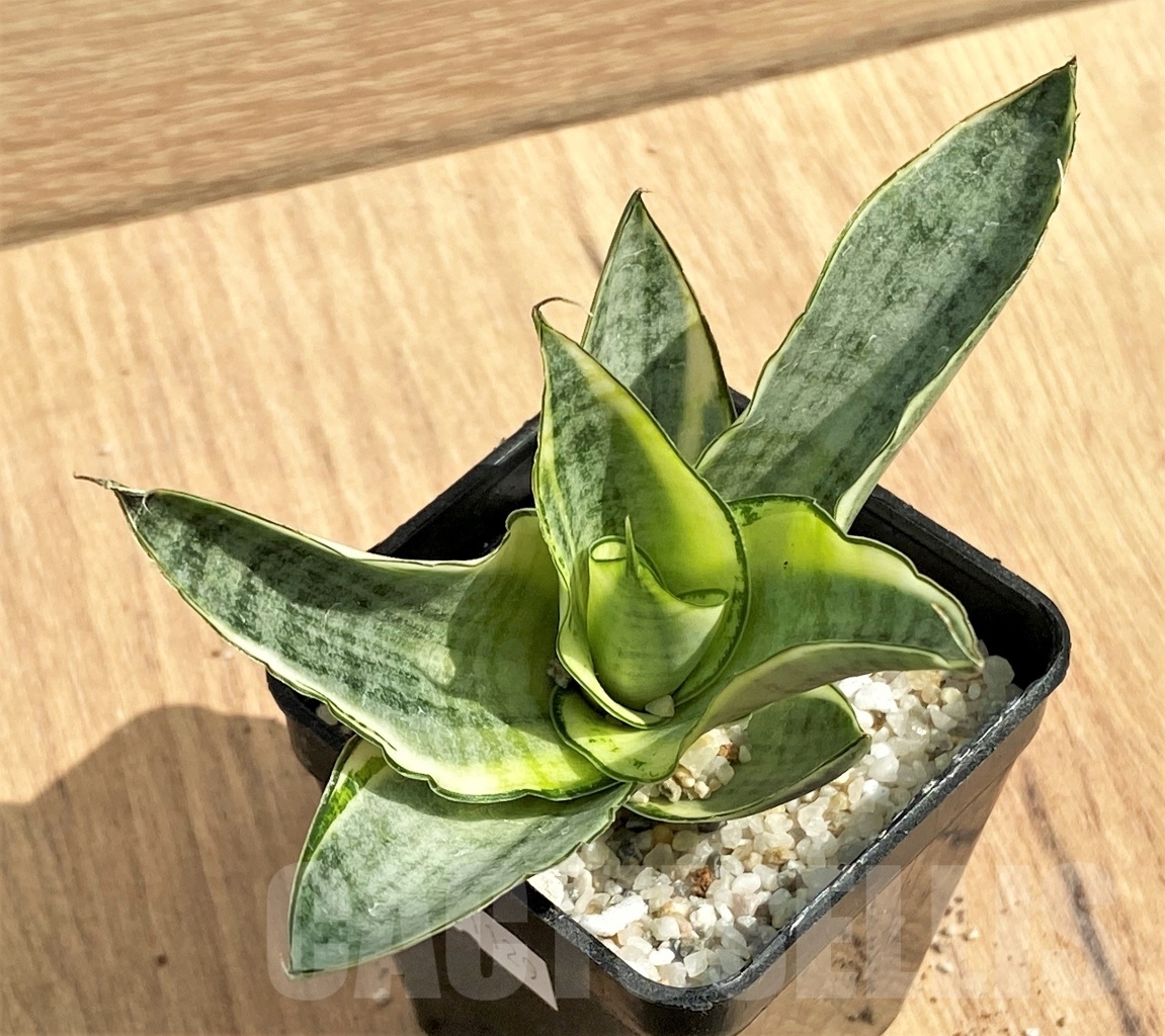 SHPR11129 Sansevieria 'Gabella'