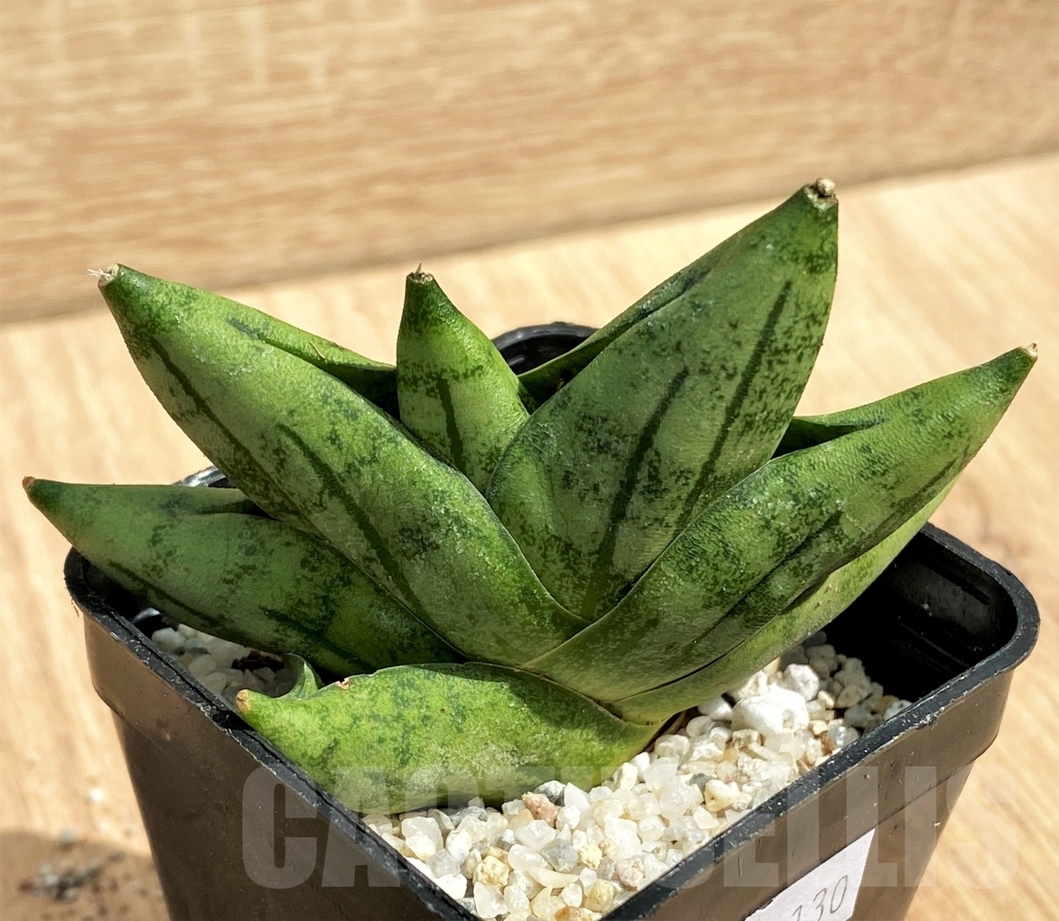 SHPR11115 Sansevieria 'Mini Boncel' - Image 2