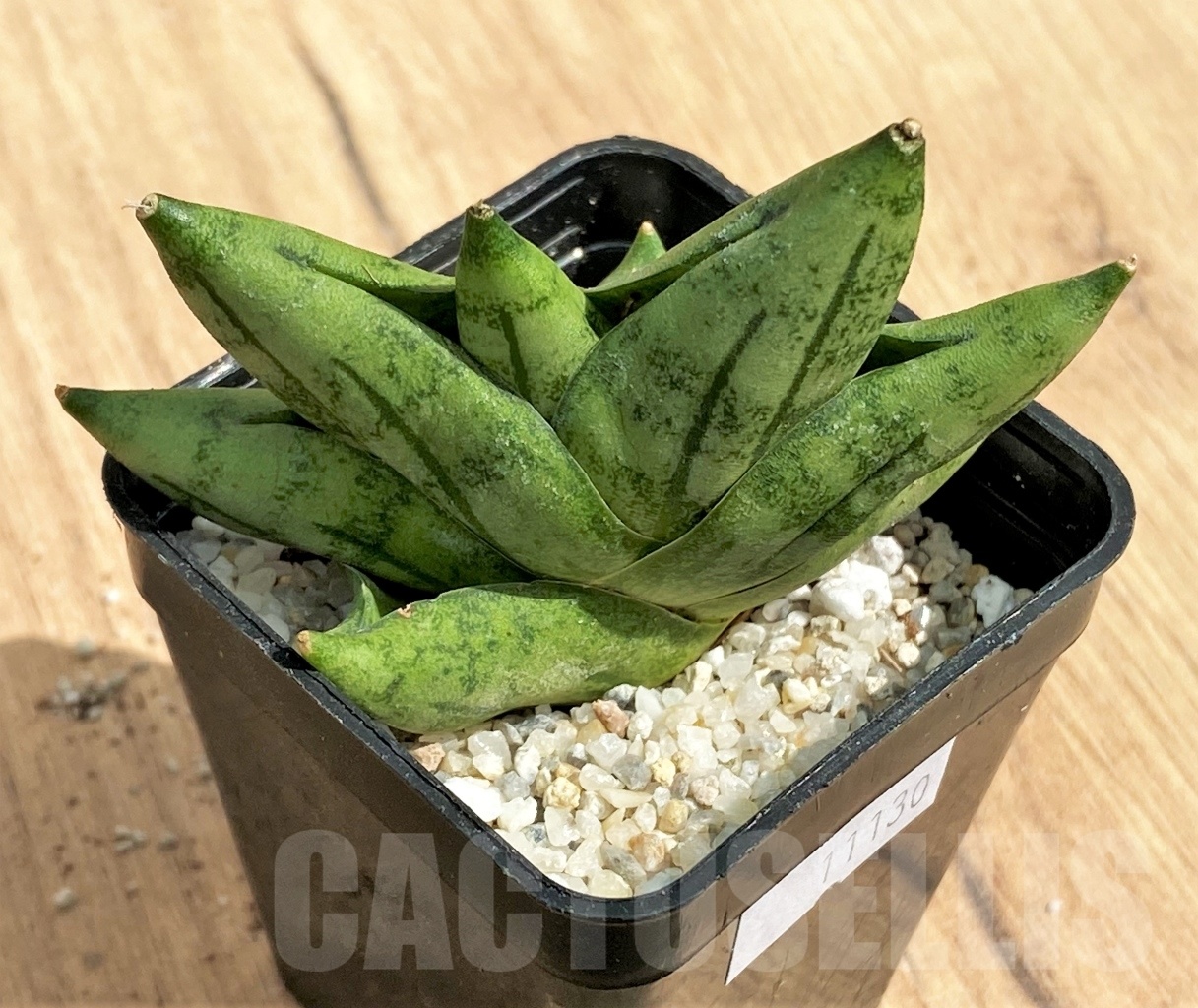 SHPR11115 Sansevieria 'Mini Boncel' - Image 3
