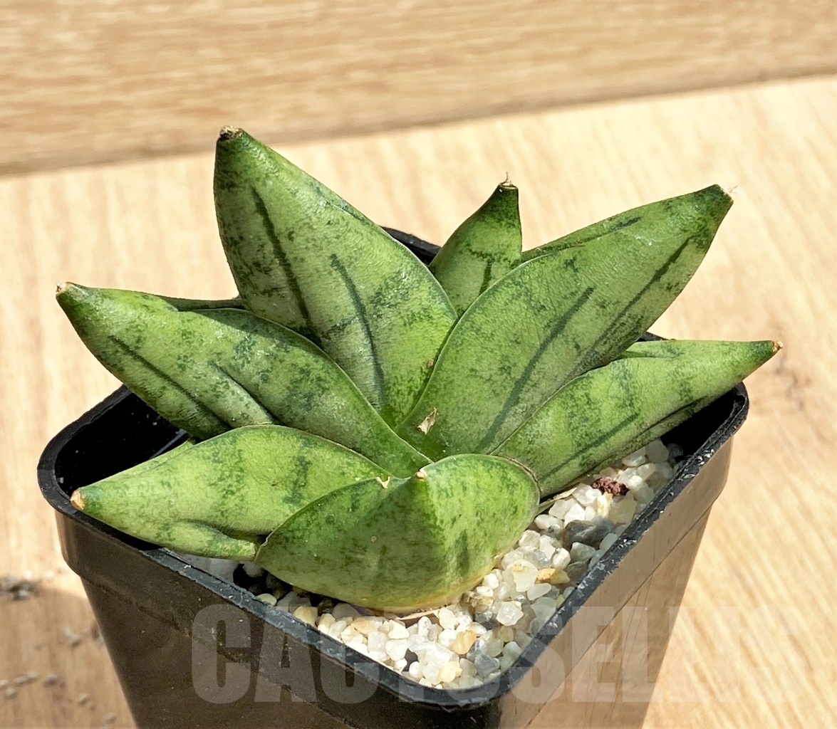 SHPR11115 Sansevieria 'Mini Boncel'