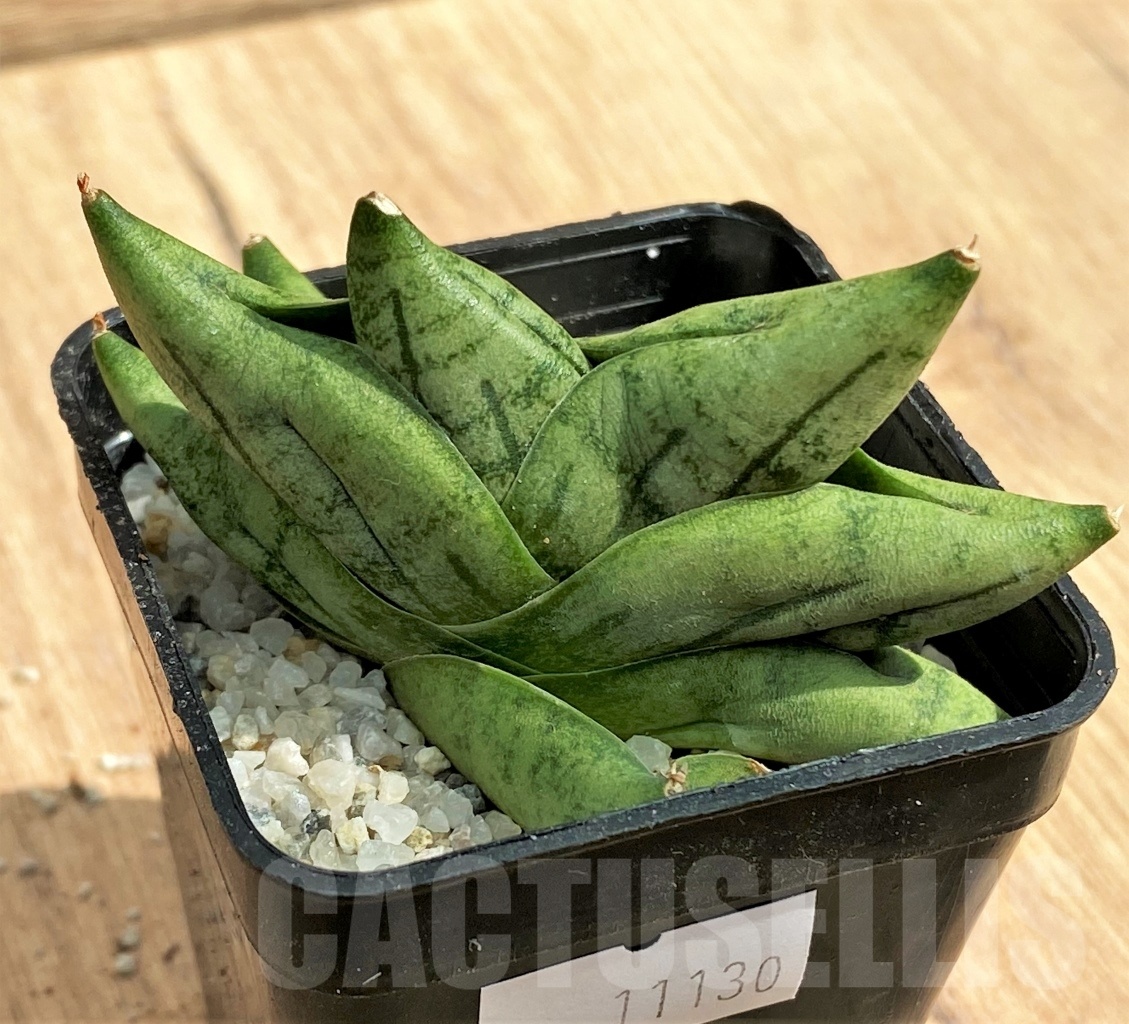 SHPR11115 Sansevieria 'Mini Boncel' - Image 4