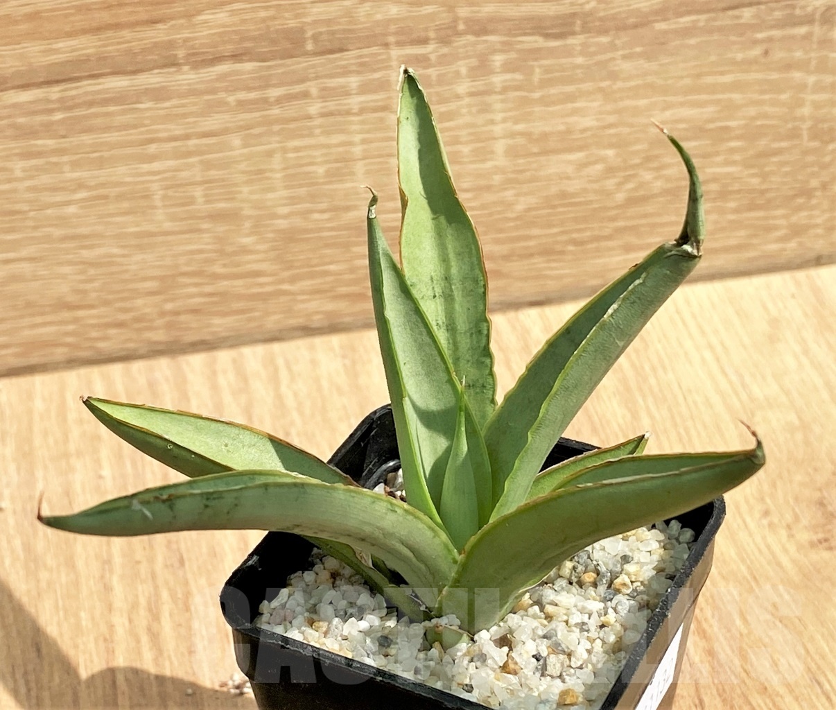 SHPR11132 Sansevieria 'Dancing Dragon'