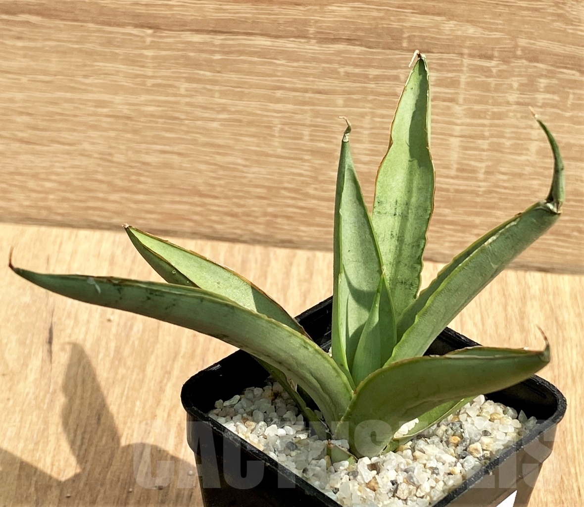 SHPR11132 Sansevieria 'Dancing Dragon' - Image 2