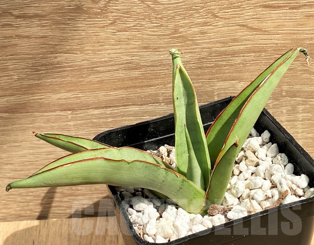 SHPR11135 Sansevieria 'Chao Phraya' - 画像 (2)