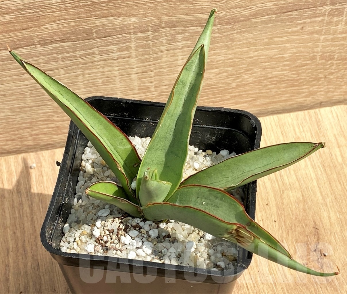 SHPR11136 Sansevieria 'Chao Phraya' - 画像 (2)
