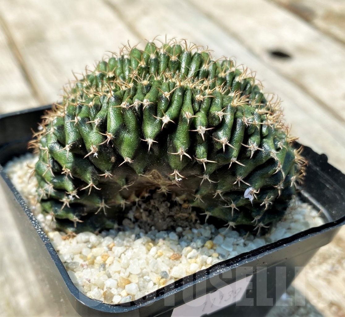 SHPR11139 Gymnocalycium mihanovichii f. cristata