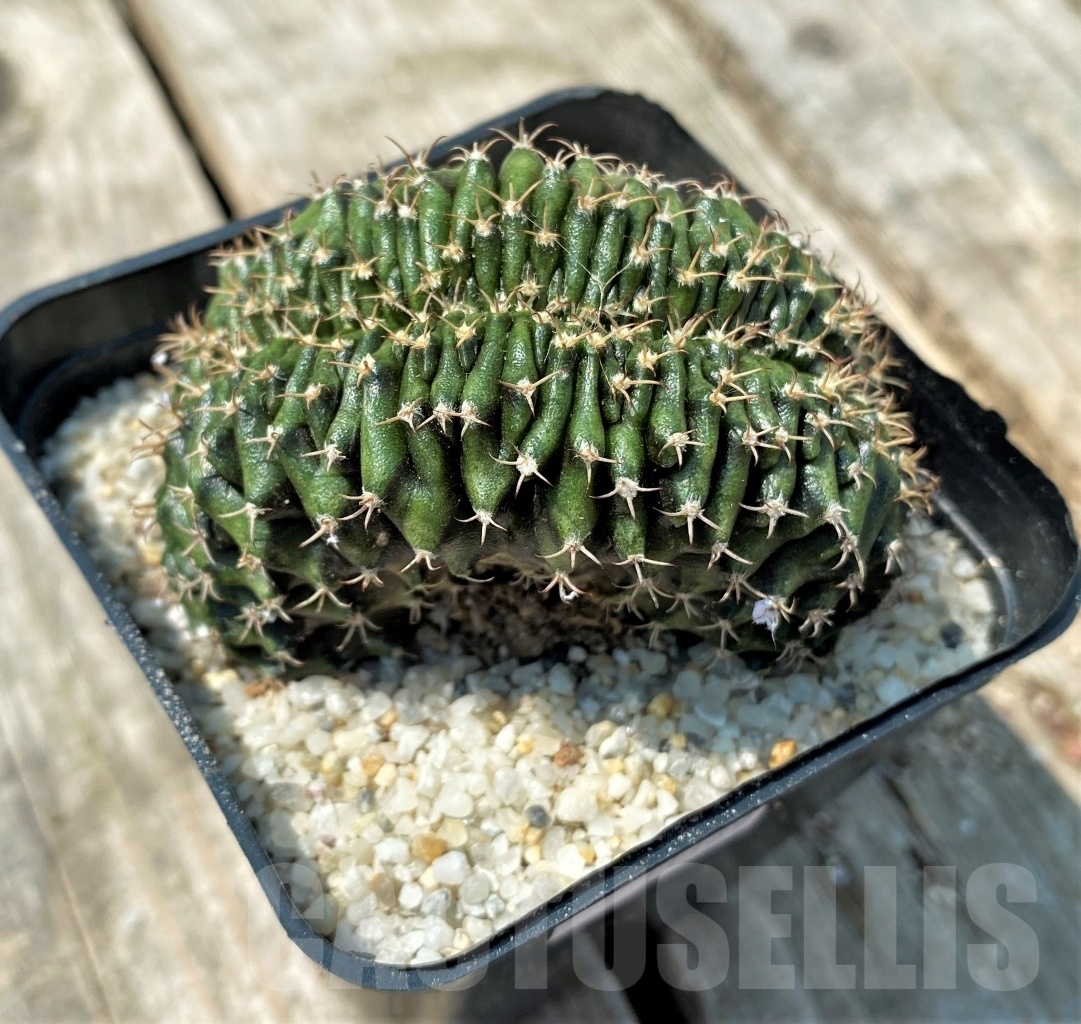 SHPR11139 Gymnocalycium mihanovichii f. cristata - Image 2