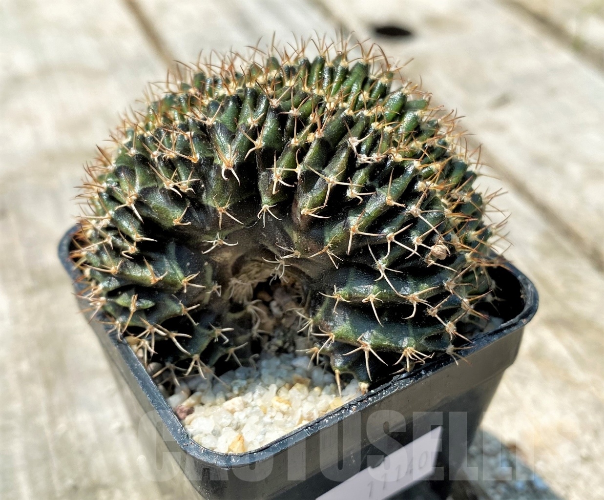 SHPR11140 Gymnocalycium mihanovichii f. cristata