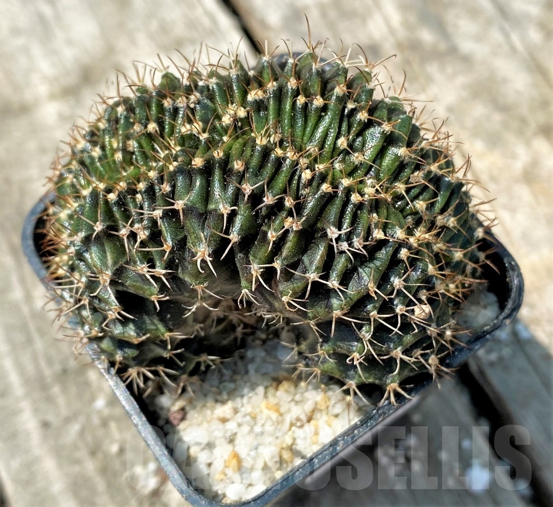 SHPR11140 Gymnocalycium mihanovichii f. cristata - Image 2