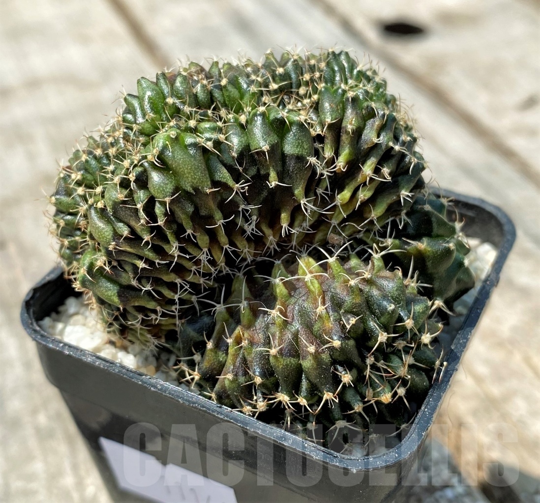 SHPR11141 Gymnocalycium mihanovichii f. cristata