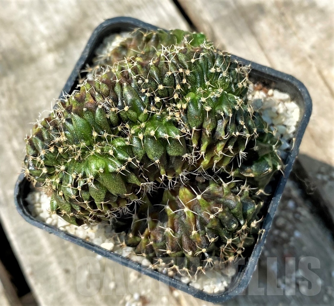 SHPR11141 Gymnocalycium mihanovichii f. cristata - Image 3