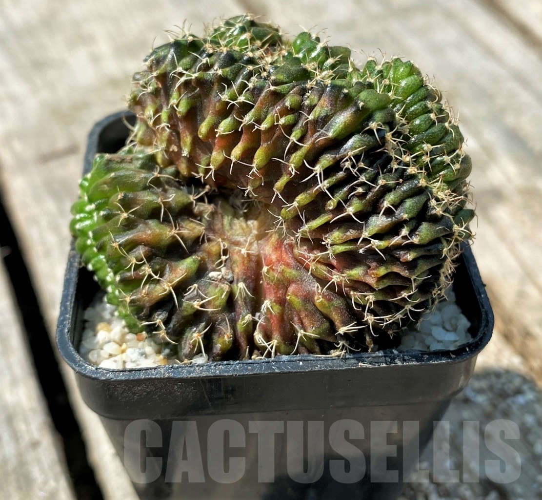 SHPR11141 Gymnocalycium mihanovichii f. cristata - Image 2