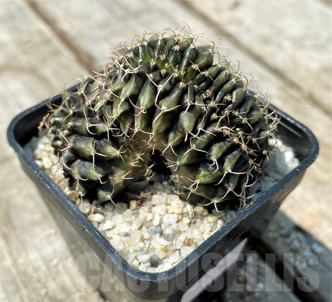 SHPR11142 Gymnocalycium mihanovichii f. cristata