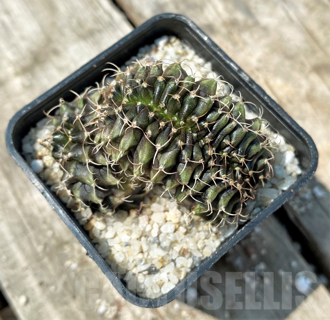 SHPR11142 Gymnocalycium mihanovichii f. cristata - Image 2