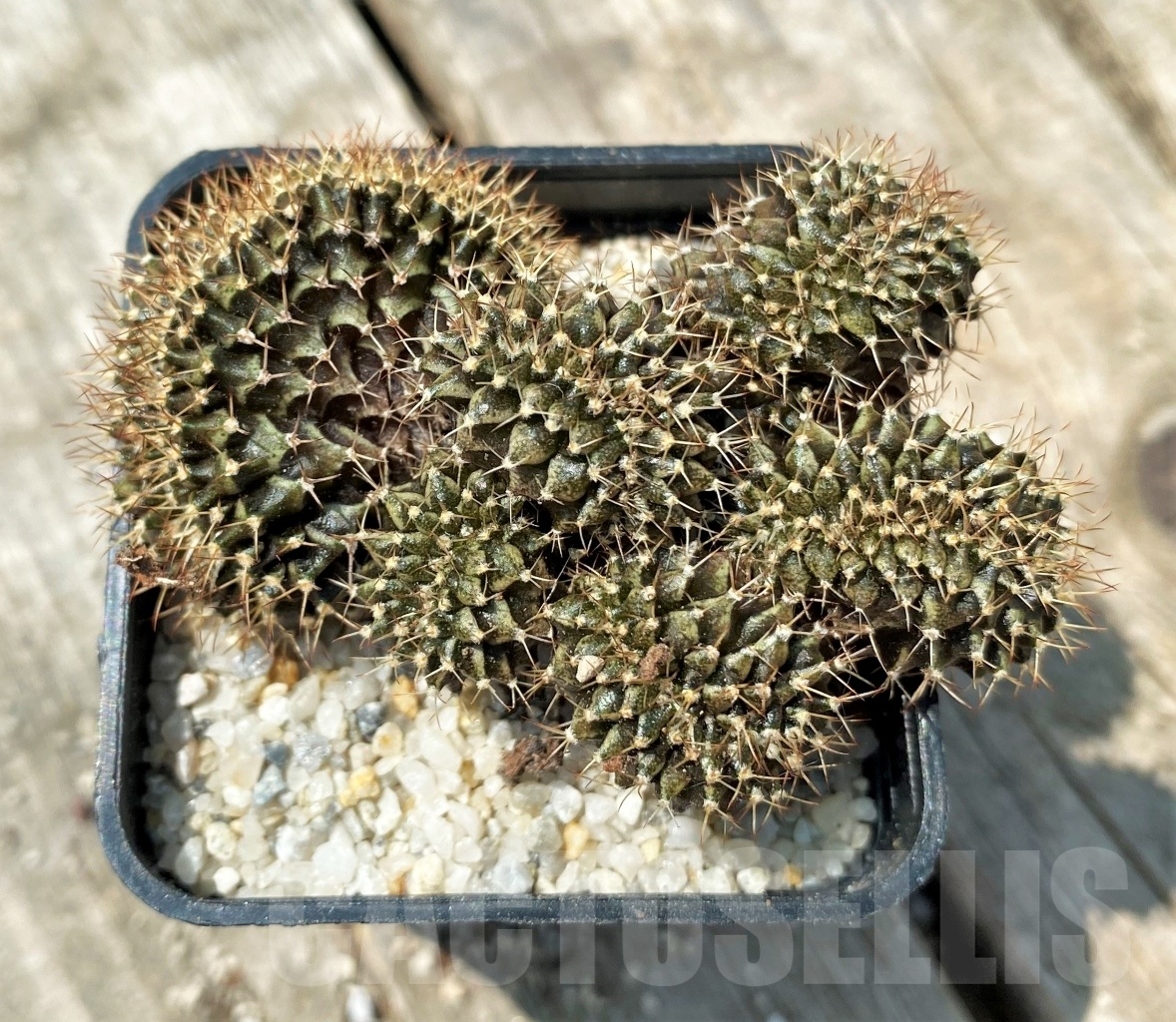 SHPR11146 Gymnocalycium mihanovichii f. cristata
