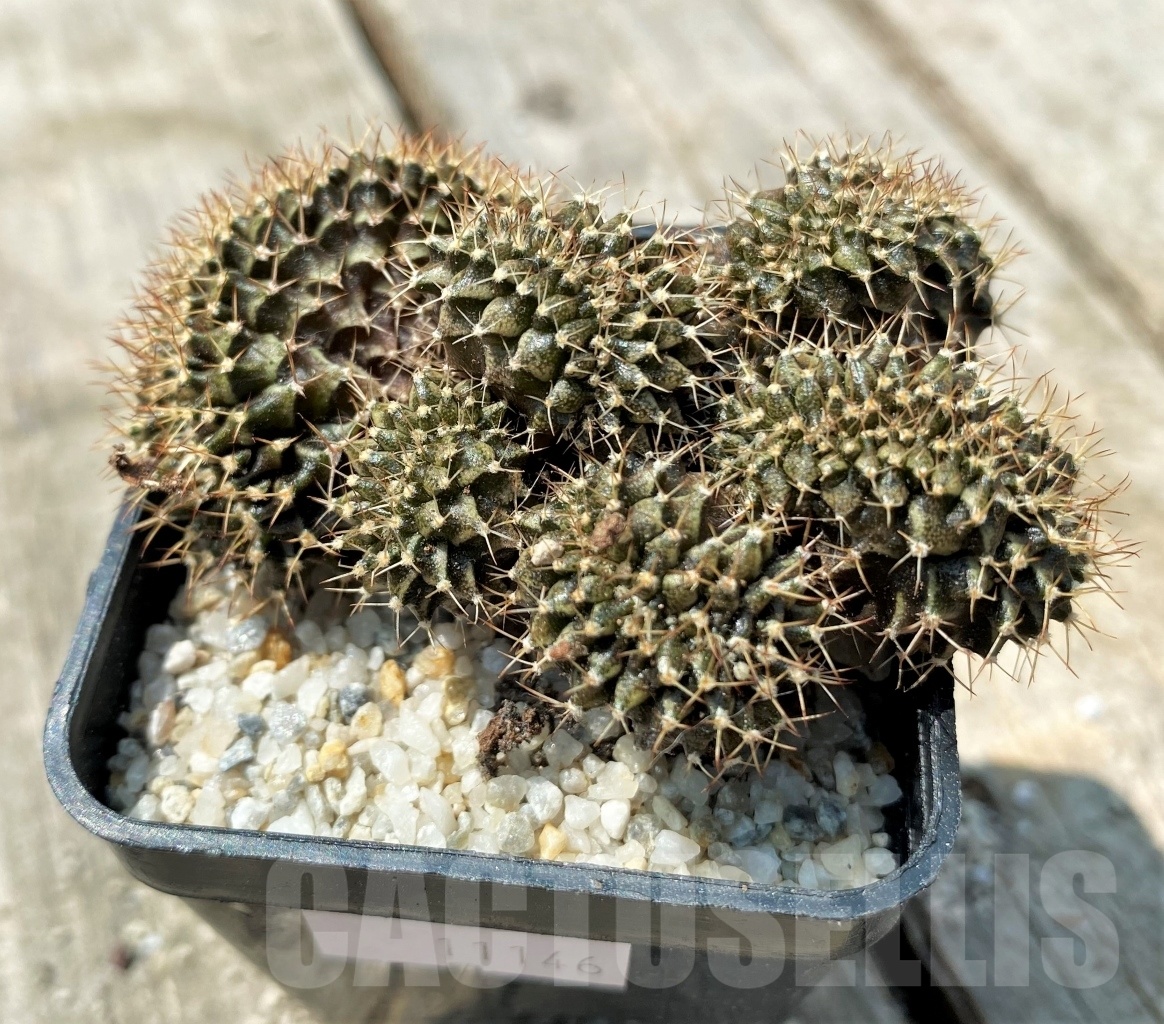 SHPR11146 Gymnocalycium mihanovichii f. cristata - Image 2