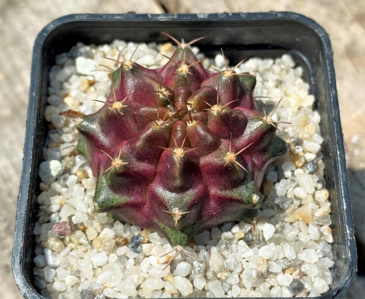 SHPR11147 Gymnocalycium mihanovichii 'Purple Nebula' - Image 3