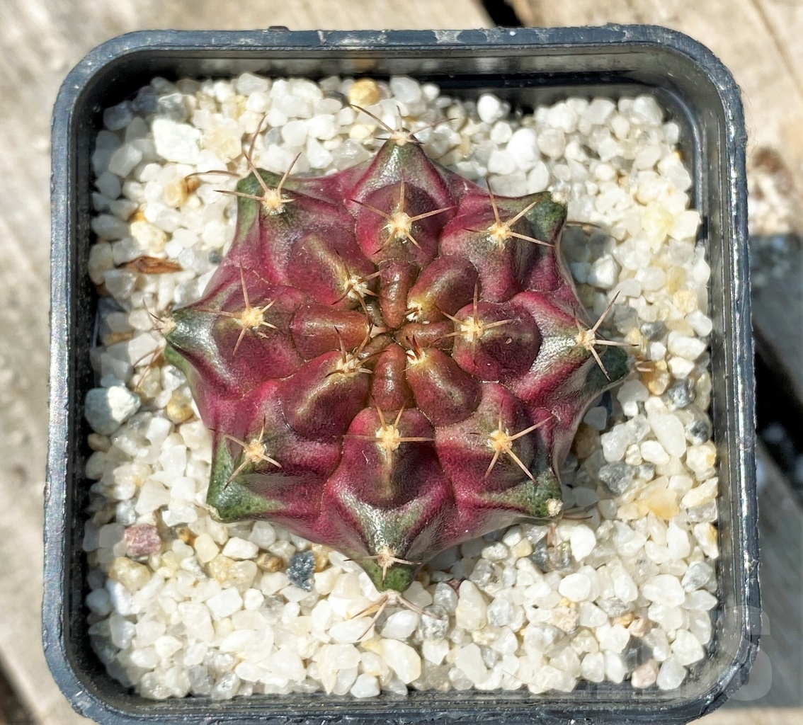 SHPR11147 Gymnocalycium mihanovichii 'Purple Nebula' - Image 2