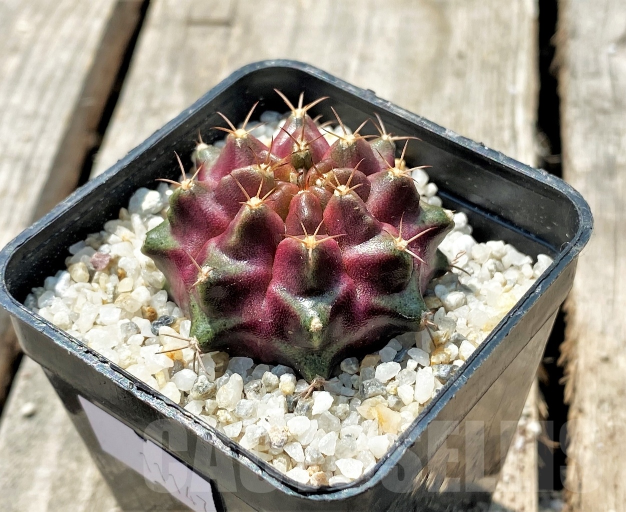 SHPR11147 Gymnocalycium mihanovichii 'Purple Nebula'