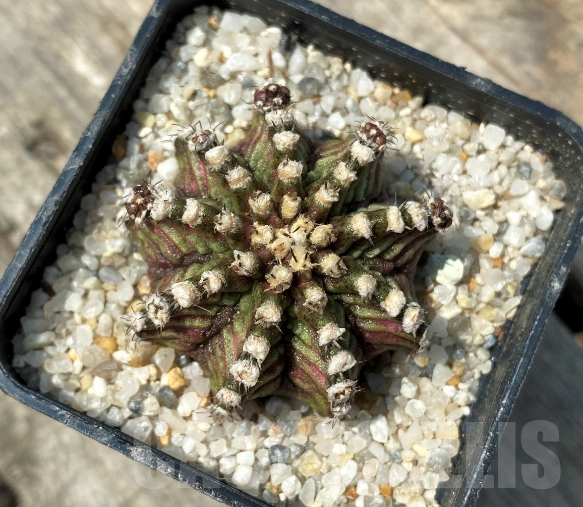 SHPR11154 Gymnocalycium mihanovichii 'T-Rex' - Image 2