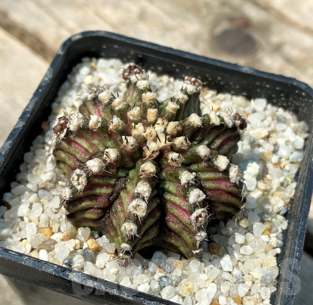 SHPR11154 Gymnocalycium mihanovichii 'T-Rex'