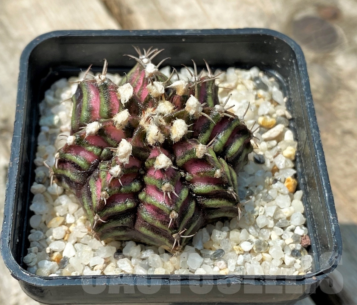 SHPR11155 Gymnocalycium mihanovichii 'T-Rex'