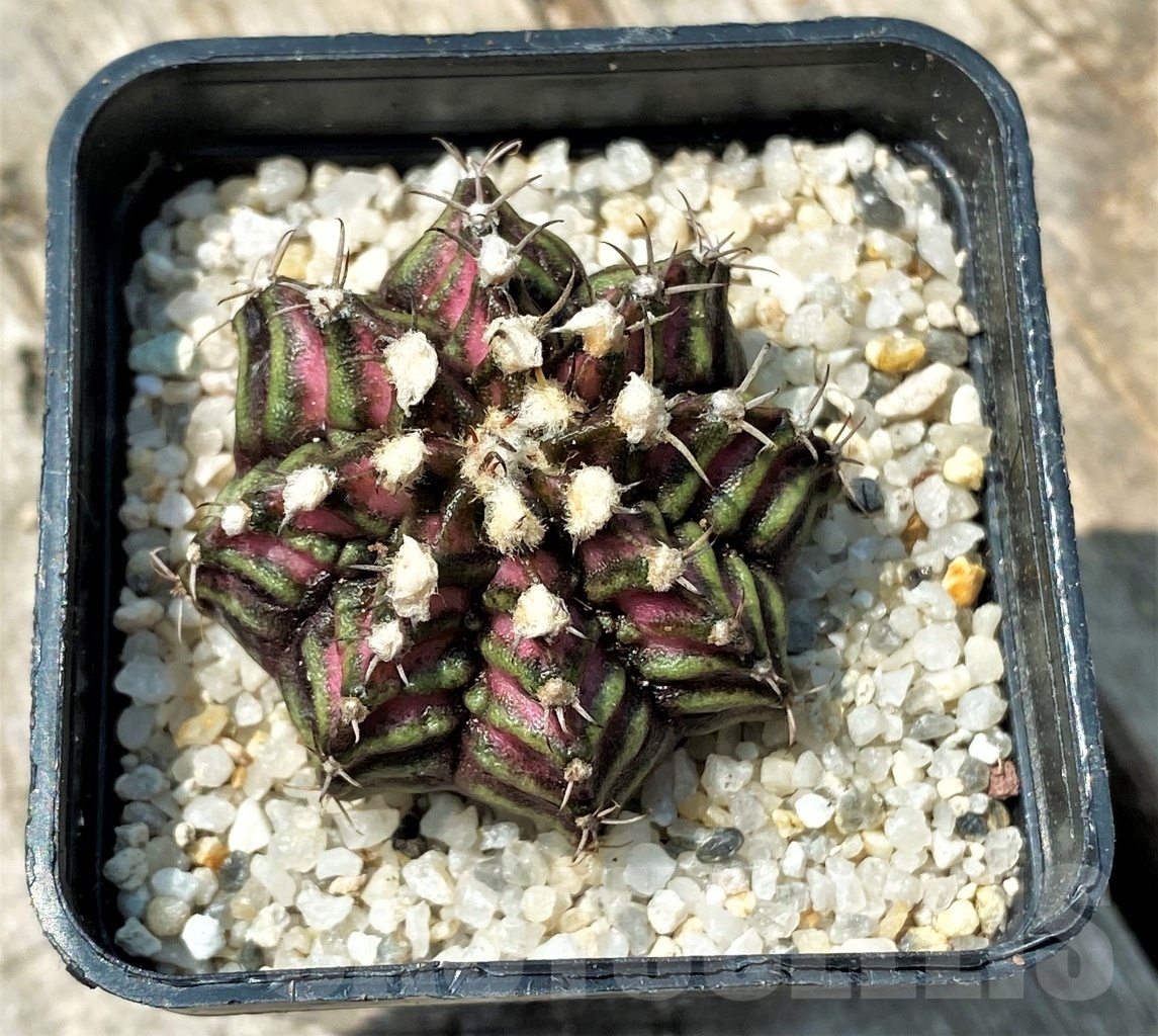 SHPR11155 Gymnocalycium mihanovichii 'T-Rex' - Image 3