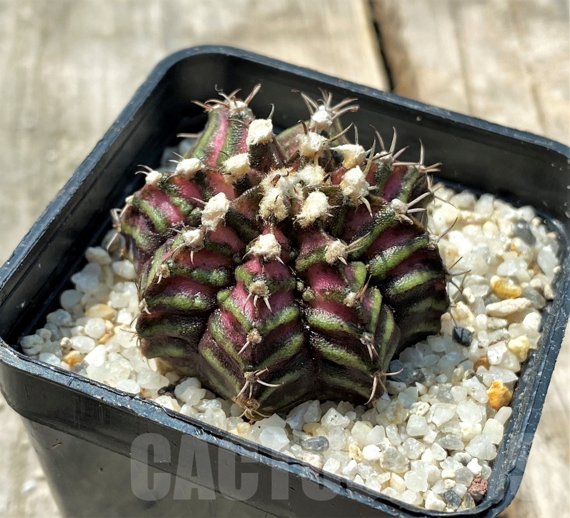SHPR11155 Gymnocalycium mihanovichii 'T-Rex' - Image 2