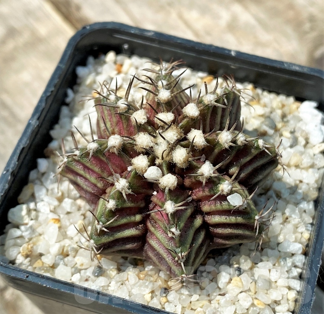 SHPR11156 Gymnocalycium mihanovichii 'T-Rex'