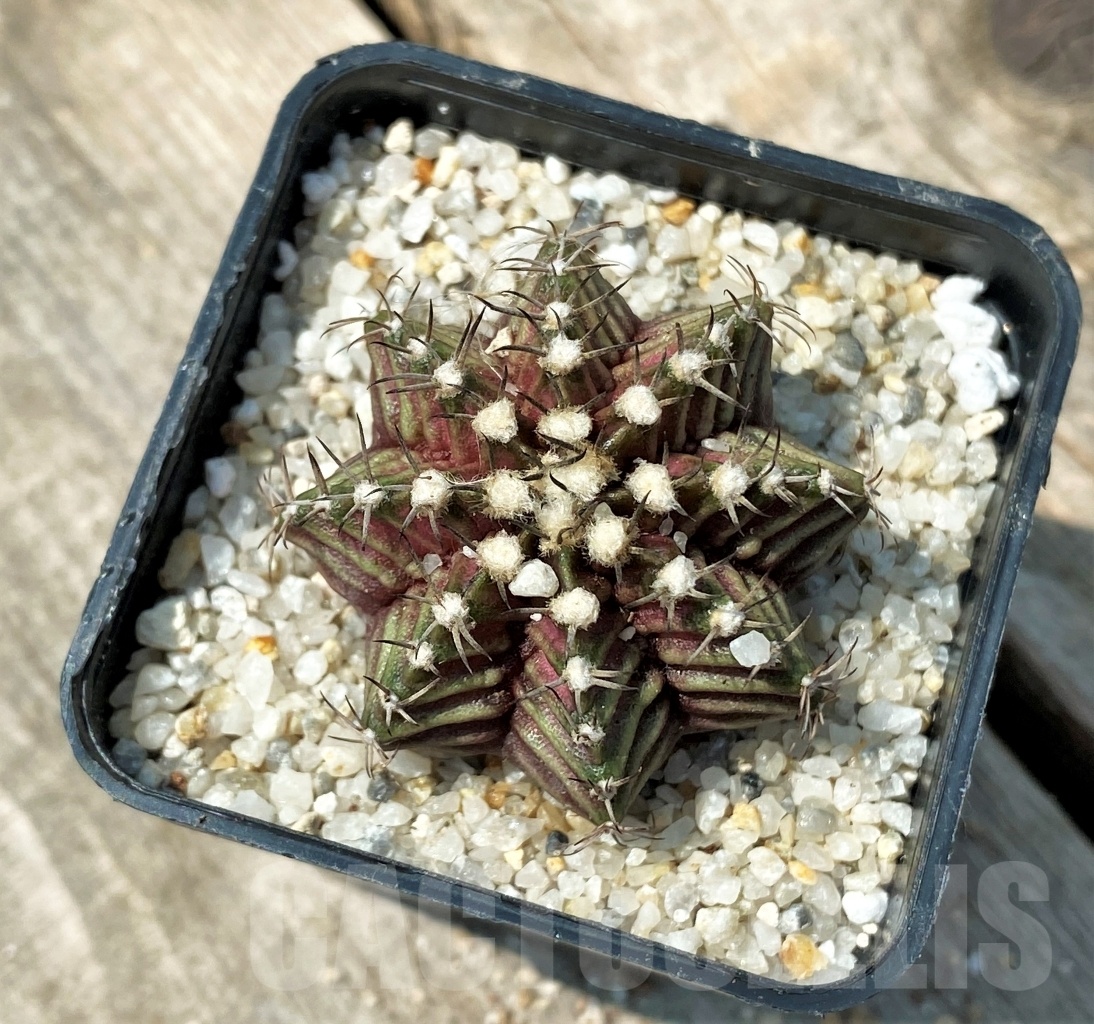 SHPR11156 Gymnocalycium mihanovichii 'T-Rex' - Image 2