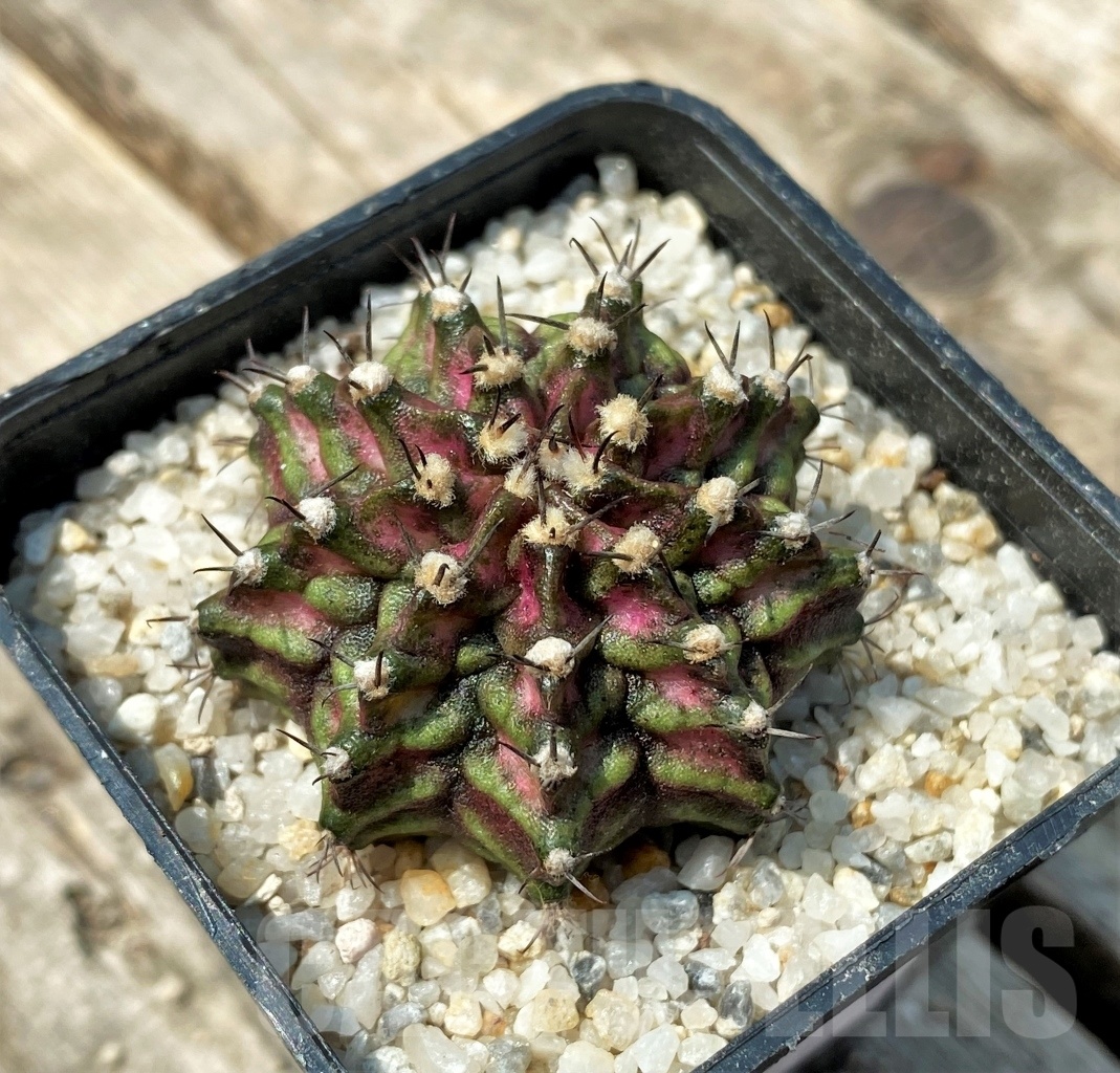 SHPR11157 Gymnocalycium mihanovichii 'T-Rex'