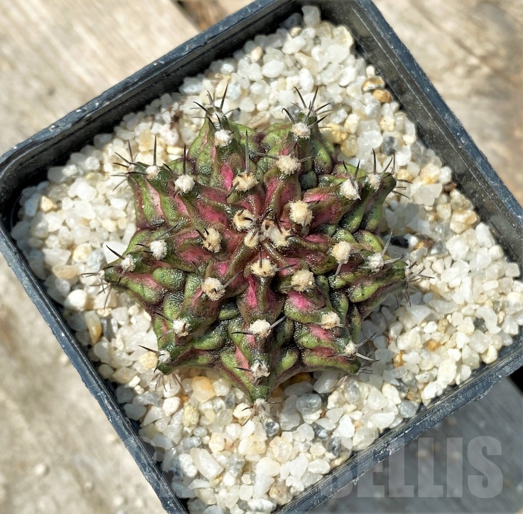 SHPR11157 Gymnocalycium mihanovichii 'T-Rex' - Image 2