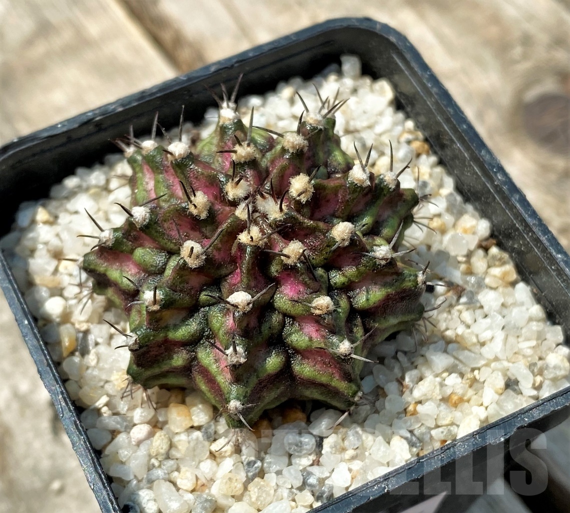 SHPR11157 Gymnocalycium mihanovichii 'T-Rex' - Image 3