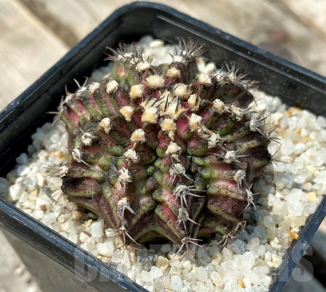 SHPR11159 Gymnocalycium mihanovichii 'T-Rex'