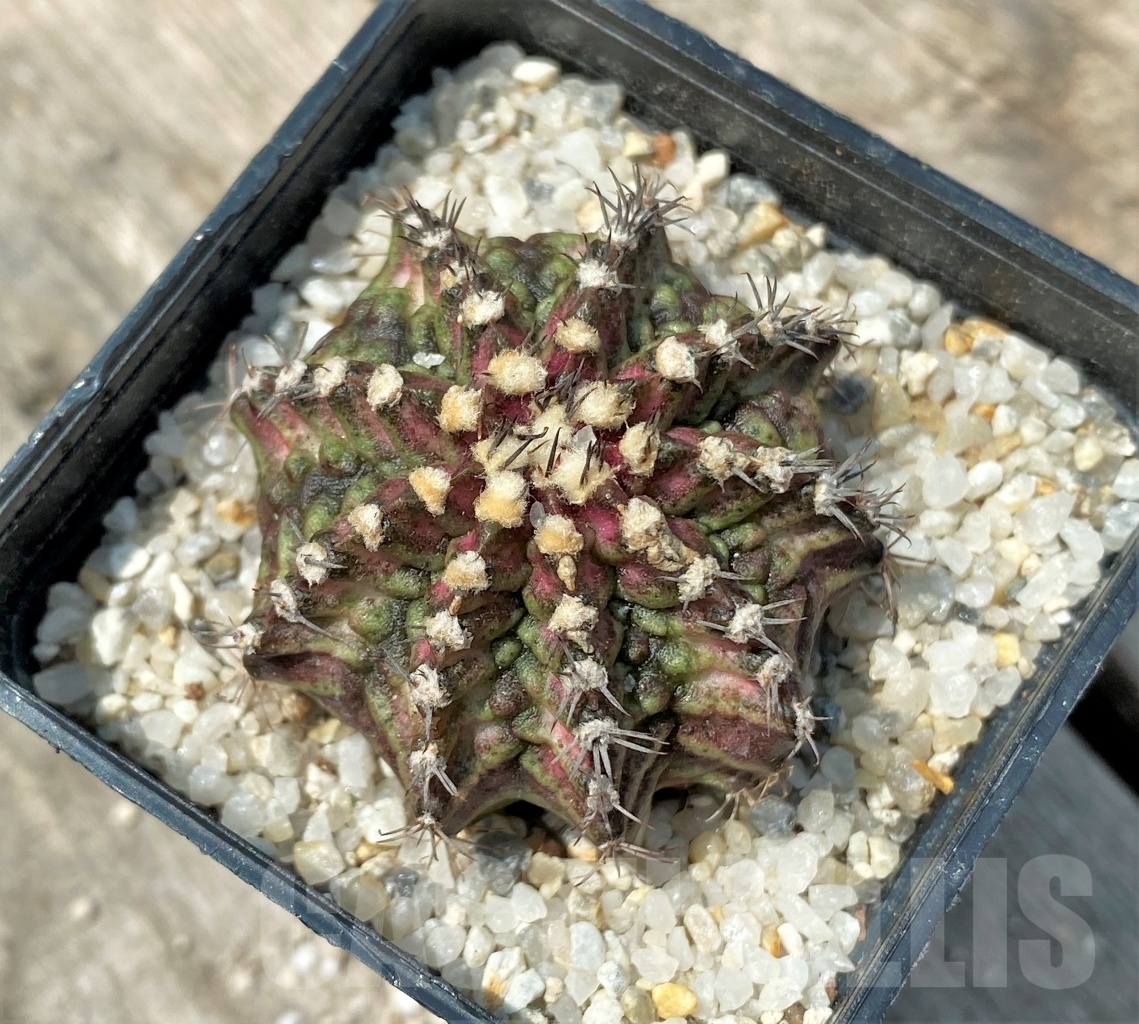 SHPR11159 Gymnocalycium mihanovichii 'T-Rex' - Image 2