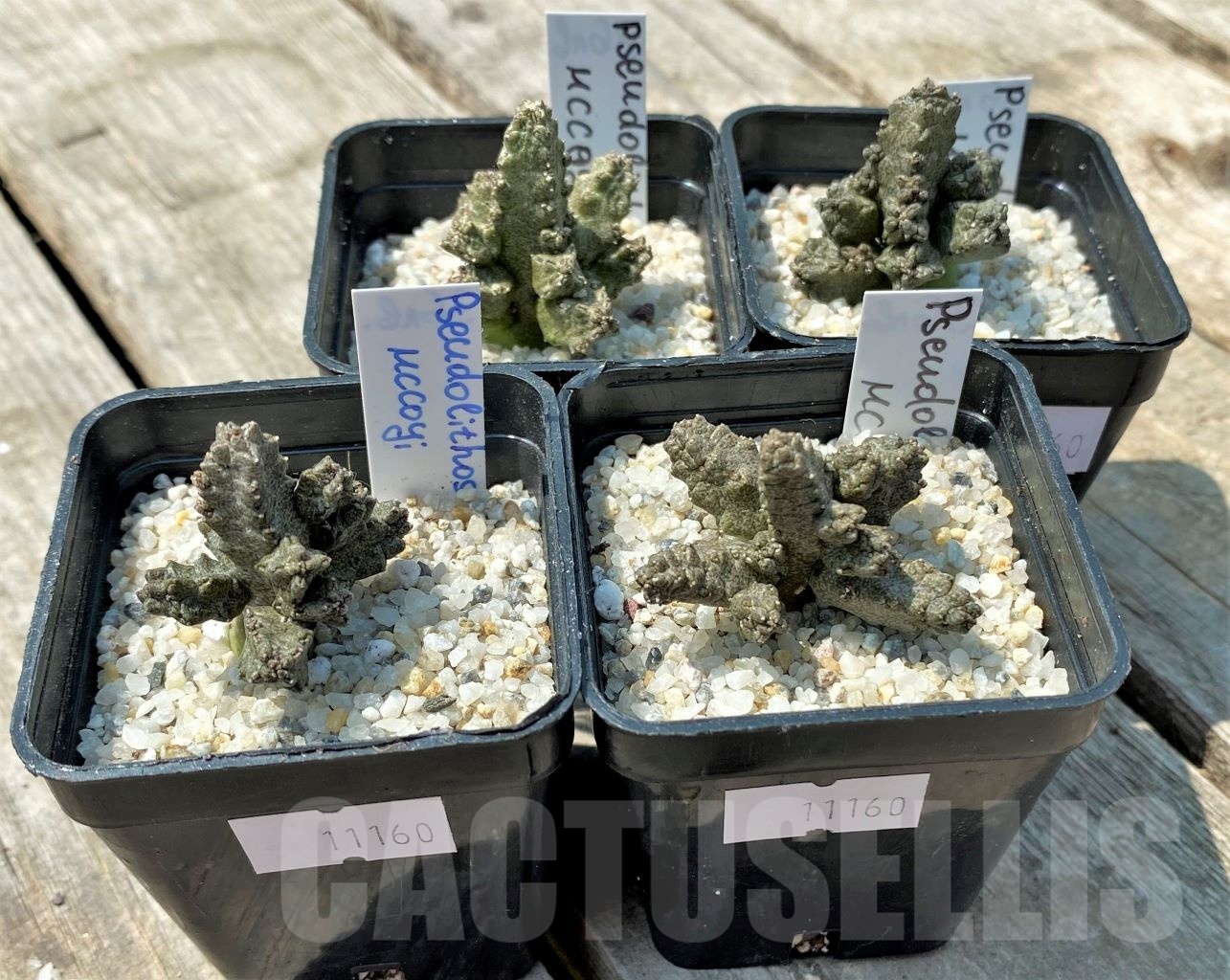 SHPR11160 Pseudolithos mccoyi - Image 2